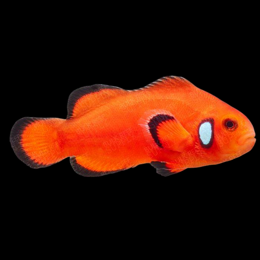 Mocha Latte Ocellaris Clownfish