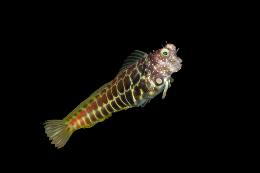 Segmented Blenny