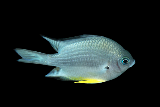 Yellow Belly Damselfish