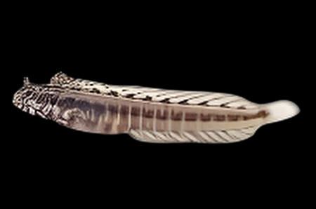 Eyebrow Barnacle Blenny