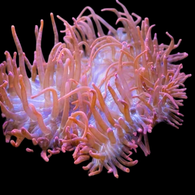 Red Long Tentacle Anemone
