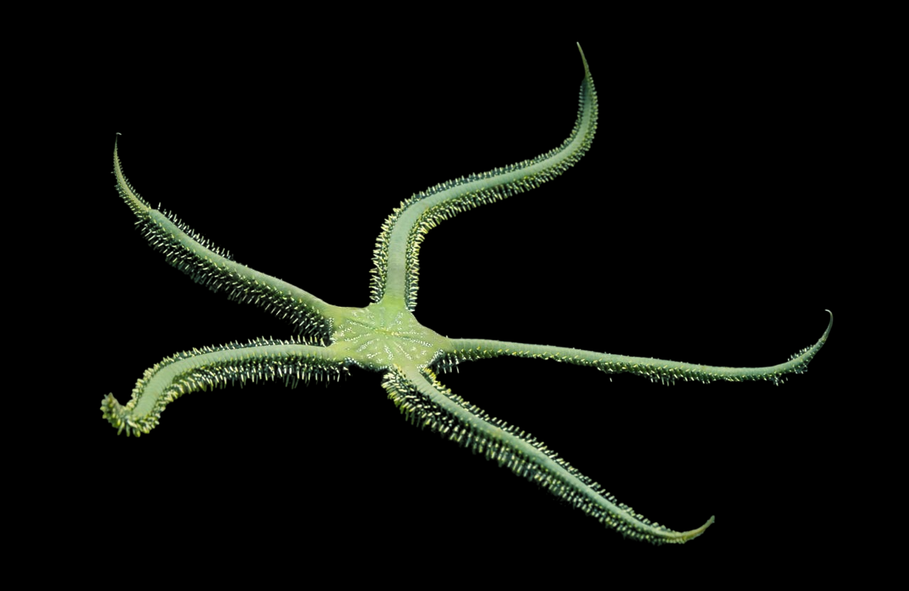 Green Fancy Brittle Sea Star