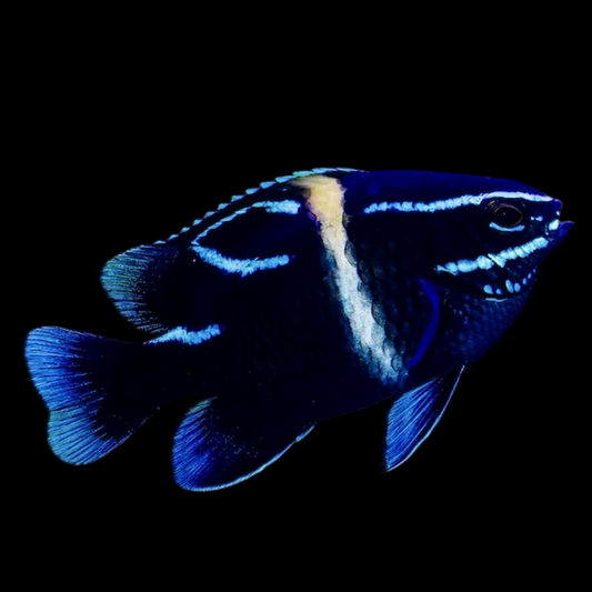 Velvet Damselfish