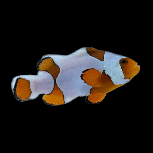 Frostbite Percula Clownfish, Bali Aquarich