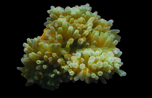 Watermelon Bulb Anemone
