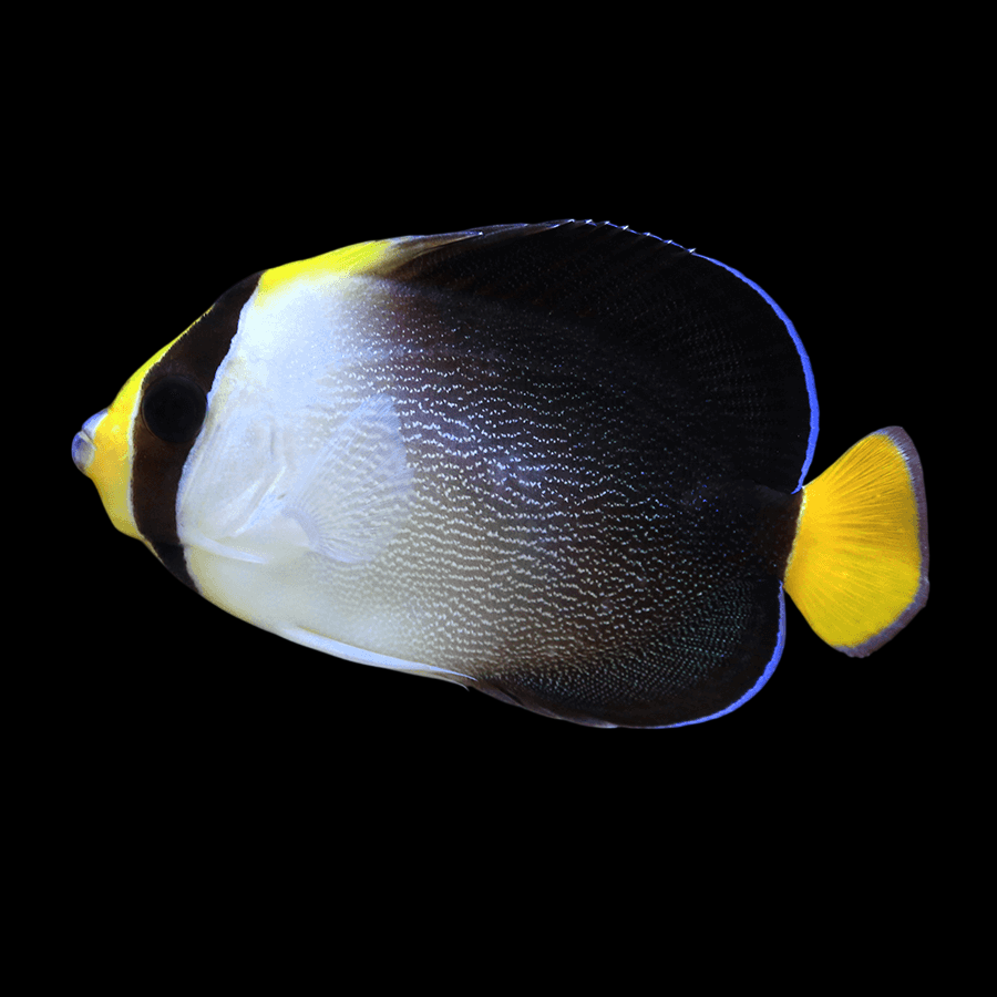 Singapore Angelfish