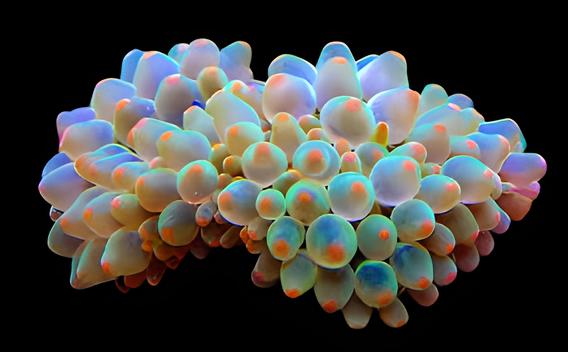 Snowflake Bulb Anemone