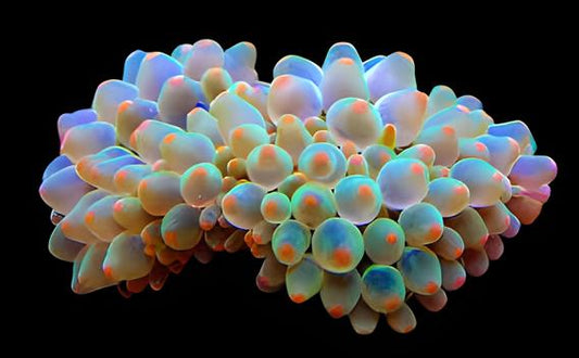 Snowflake Bulb Anemone