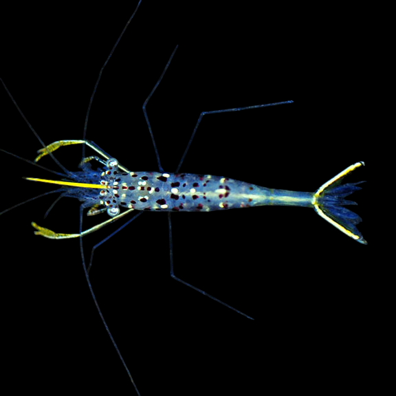 Yellow Scissortail Shrimp