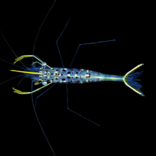 Yellow Scissortail Shrimp