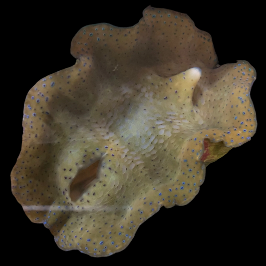 Gigas Clam
