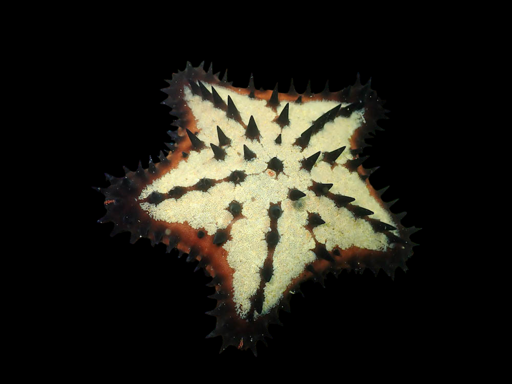 Black Chip Sea Star