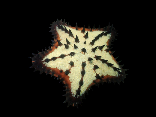 Black Chip Sea Star