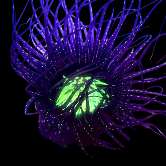 Green Centered Purple/Black Tube Anemone