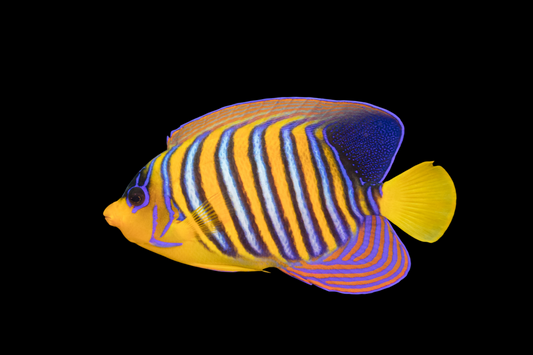 Regal Angelfish