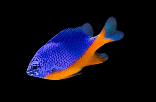 Azure Damselfish