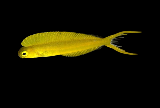 Bicolor Fang Blenny