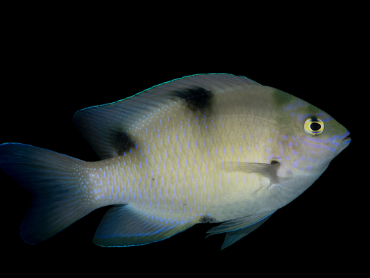 White Damselfish