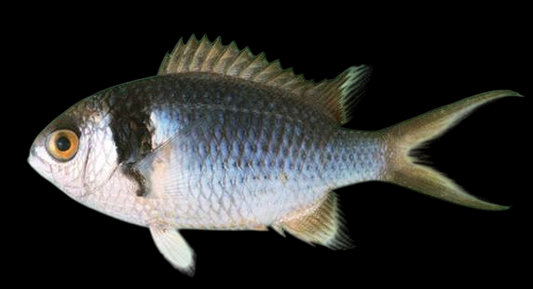 Honey Damselfish