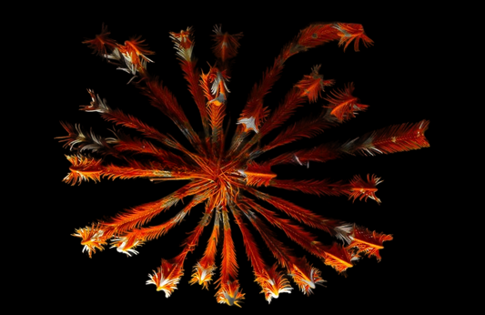 Feather Sea Star