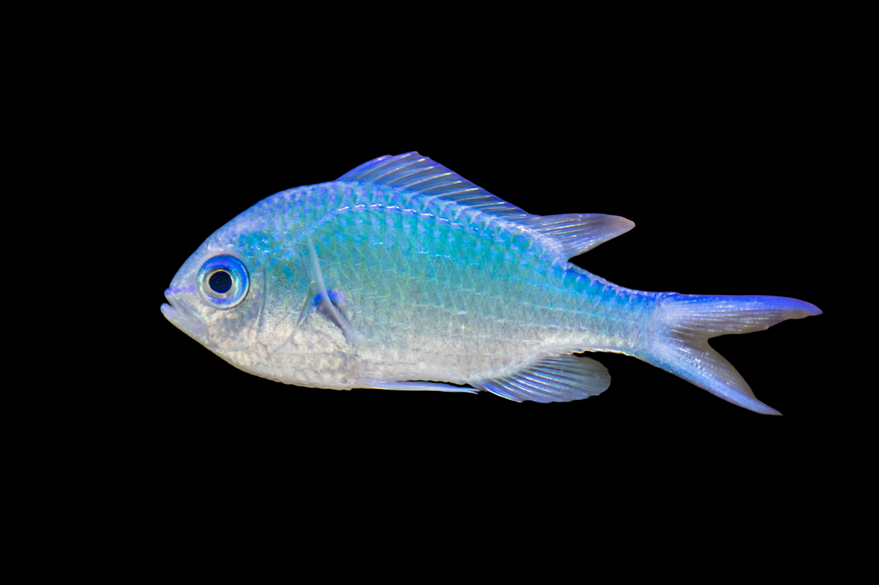 Blue Green Chromis