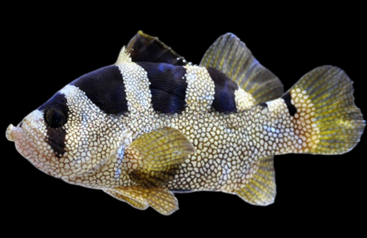 Spotted Soapfish Grouper