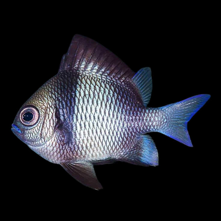2 Stripe Damselfish
