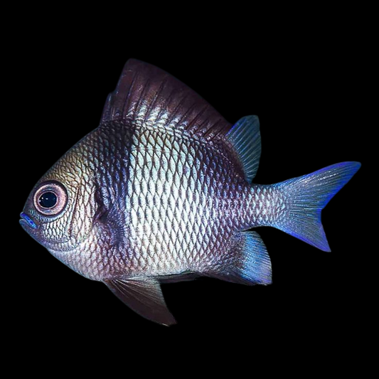 2 Stripe Damselfish