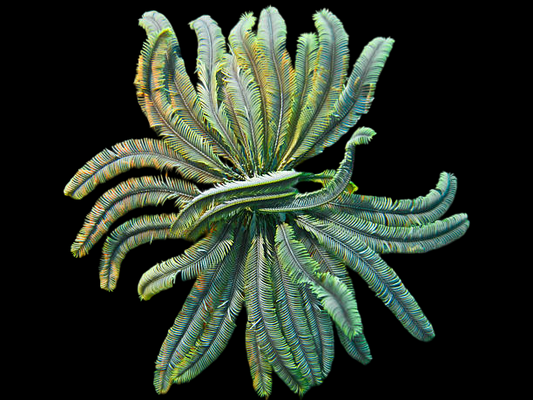 Green Feather Sea Star