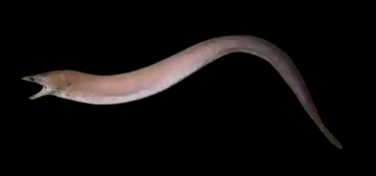 Viper Moray Eel
