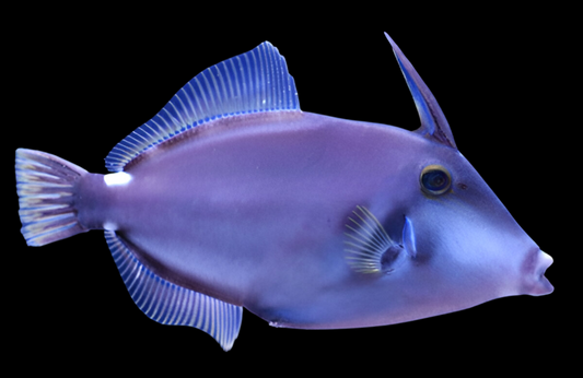Wire Netting Leather Jacket Filefish