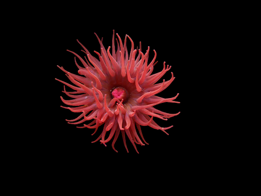 Red Beadlet Anemone