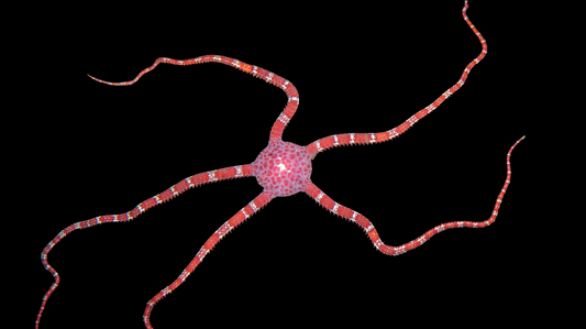 Red Brittle Sea Star