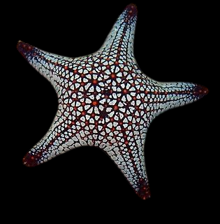 Cortez Sea Star
