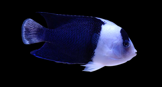 Aberrant Bicolor Angelfish