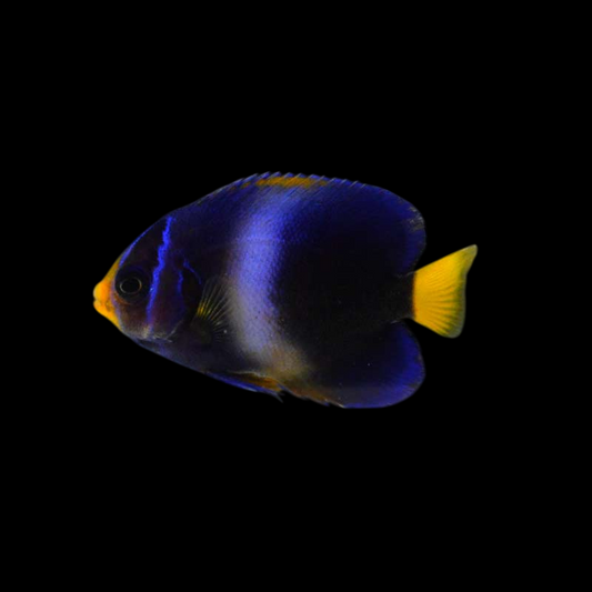 African Angelfish, Blue Juvenile