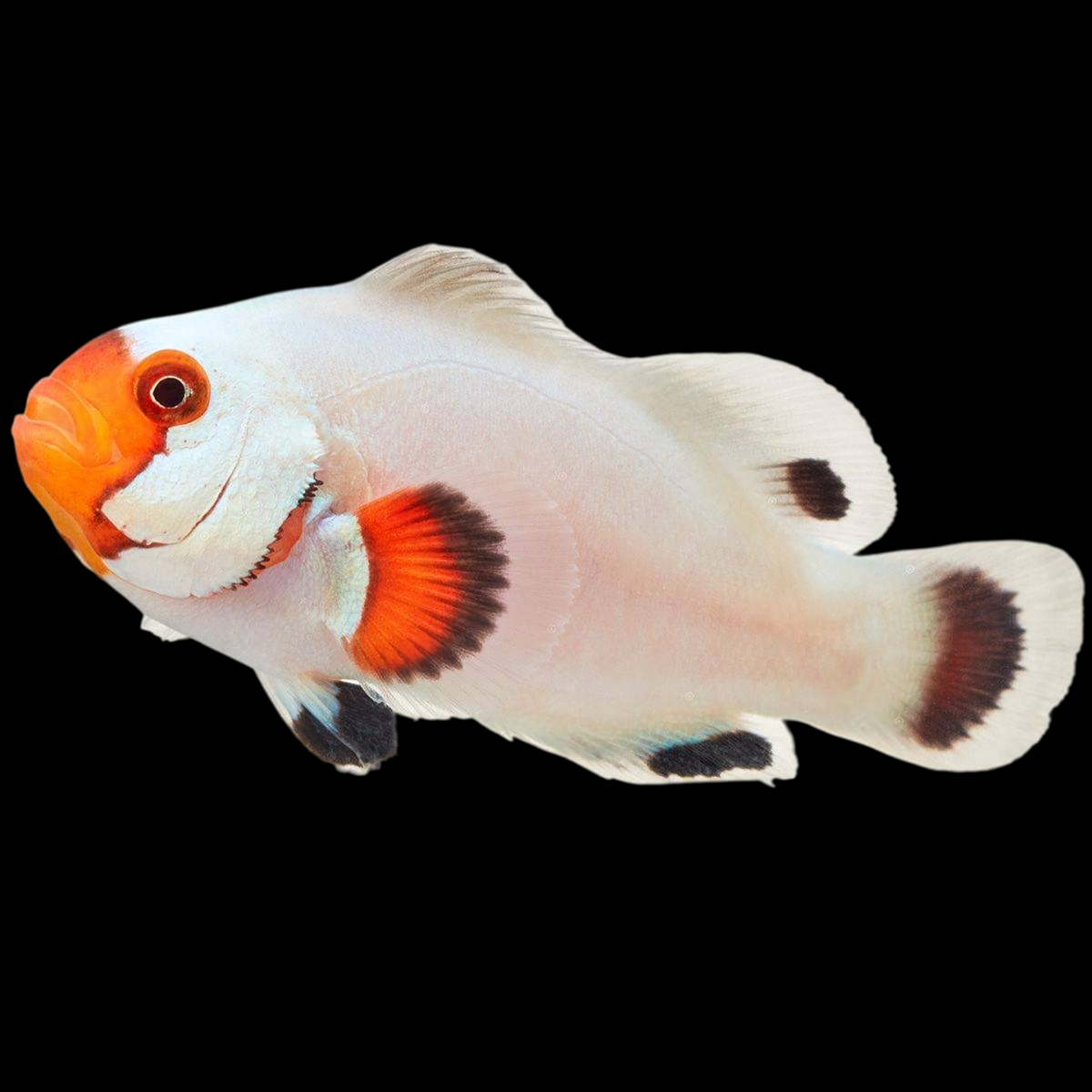 Tangerine Wyoming White Ocellaris Clownfish