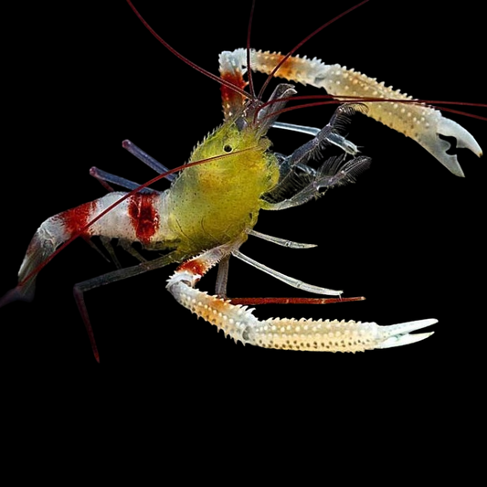 Yellow Coral Banded Shrimp