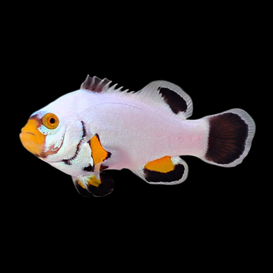 Longfin Ice Storm Ocellaris Clownfish