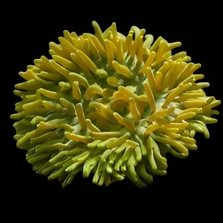 Green Long Tentacle Anemone