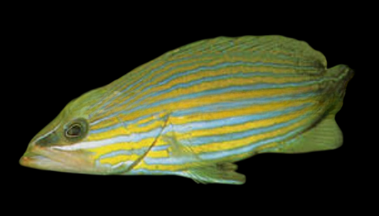 Slender Grouper
