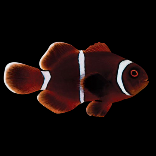 Yellow Stripe Maroon Clownfish, Juvenile