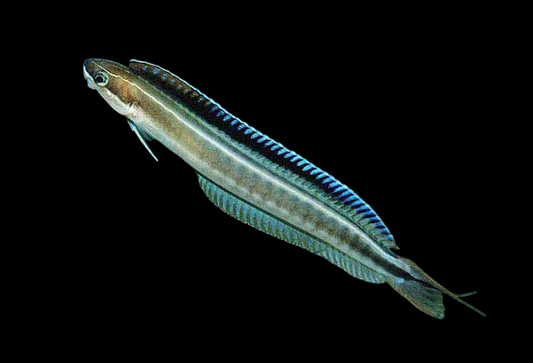 Sabortooth Blenny