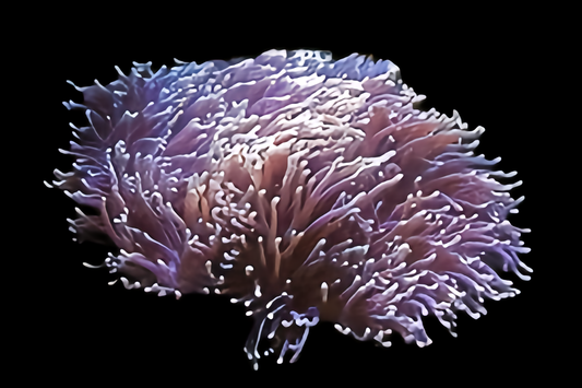 Colored Beaded Anemone