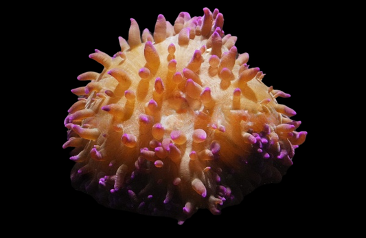 Purple Sebae Anemone