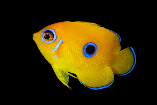 Lemonpeel Angelfish, Juvenile (Centropyge flavissima)