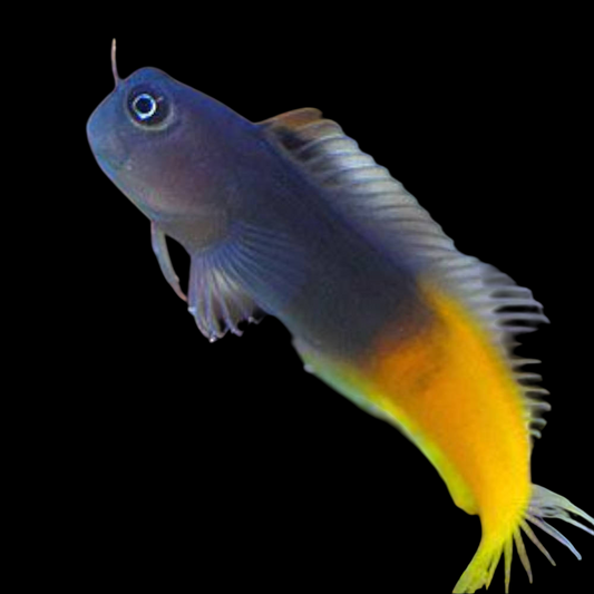 Gulf Blenny