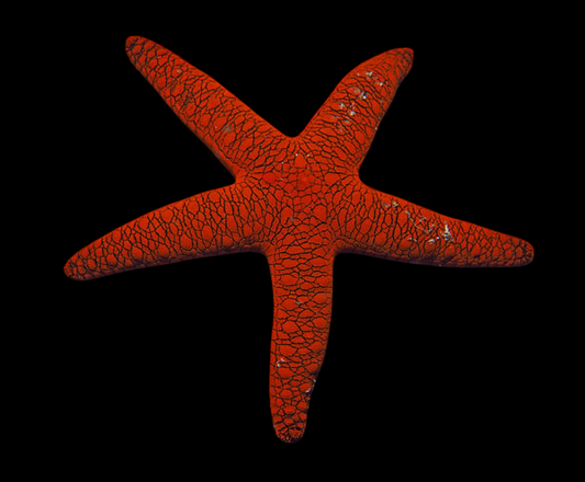 Red Scorched Sea Star