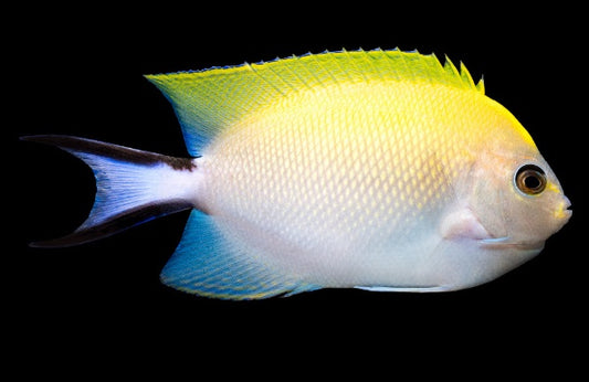 Spotbreast Swallowtail Angelfish