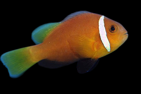 Rose Skunk Clownfish